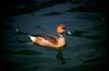 Fulvous Whistling-duck (Dendrocygna bicolor)