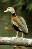 Black-bellied Whistling-duck (Dendrocygna autumnalis)