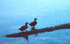 Laysan Duck pair (Anas laysanensis)