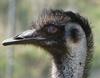 emu blinks (2 pics)