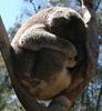Canberra Koala (2 pics)