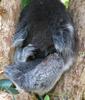 Healesville Koala (2 pics)