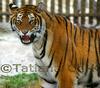 Tiger of Siberia (Female)