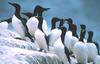 Common Murre flock (Uria aalge)