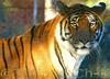 Tiger of Siberia (4's old Female called Ma??ka)