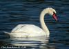 혹고니 Cygnus olor (Mute Swan)