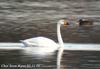 큰고니 Cygnus cygnus (Whooper Swan)