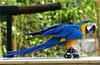 Parrot (female Ara) - blue-and-gold macaw (Ara ararauna)