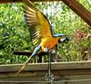 Parrot (Ara male) - blue-and-gold macaw (Ara ararauna)