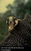 American Peregrine Falcon (Falco peregrinus anatum)