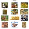 Consigliere Scan: Vanishing Species, The Wildlife Art of Laura Regan - Index 002