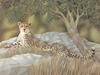 Consigliere Scan: Vanishing Species, The Wildlife Art of Laura Regan - 002 Cheetah