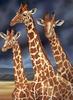 Consigliere Scan: Vanishing Species, The Wildlife Art of Laura Regan - 008 Giraffe