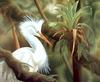 Consigliere Scan: Vanishing Species, The Wildlife Art of Laura Regan - 013 Snowy Egret