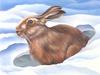 Consigliere Scan: Vanishing Species, The Wildlife Art of Laura Regan - 023 Snowshoe Hare