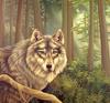 Consigliere Scan: Vanishing Species, The Wildlife Art of Laura Regan - 027 Gray Wolf