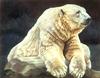 Consigliere Scan: Vanishing Species, The Wildlife Art of Laura Regan - 028 Polar Bear