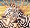 Consigliere Scan: Vanishing Species, The Wildlife Art of Laura Regan - 034 Mountain Zebra