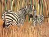 Consigliere Scan: Vanishing Species, The Wildlife Art of Laura Regan - 035 Mountain Zebra