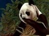 Consigliere Scan: Vanishing Species (Wallpaper) 004 Giant Panda