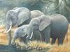 Consigliere Scan: Vanishing Species (Wallpaper) 006 African Elephant