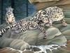 Consigliere Scan: Vanishing Species (Wallpaper) 009 Snow Leopard