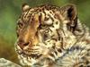Consigliere Scan: Vanishing Species (Wallpaper) 010 Snow Leopard