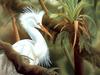 Consigliere Scan: Vanishing Species (Wallpaper) 011 Snowy Egret
