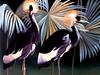 Consigliere Scan: Vanishing Species (Wallpaper) 018 West African Crowned Crane