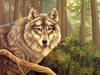 Consigliere Scan: Vanishing Species (Wallpaper) 024 Gray Wolf