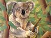 Consigliere Scan: Vanishing Species (Wallpaper) 045 Koala