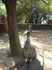 Bird -- emu (Dromaius novaehollandiae)