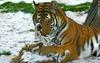 Siberian Tiger (baby Ulysse & mom)