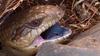 South Australian Blue-Tongue Lizard
