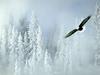 Screen Themes - Alaskan Wilderness - Bald Eagle & Snowy Pines
