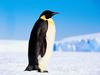 Screen Themes - Arctic Adventures - Emperor Penguin