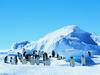 Screen Themes - Arctic Adventures - Emperor Penguins on Ice Field