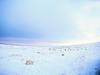 Screen Themes - Arctic Adventures - Polar Bears on Ice Field