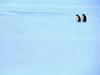 Screen Themes - Arctic Adventures - Two Emperor Penguins on Ice