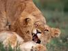 Screen Themes - Big Cats - African Lion Cub Wrestling