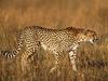 Screen Themes - Big Cats - Cheetah in Grass