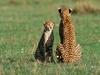 Screen Themes - Big Cats - Cheetah Mother & Cub
