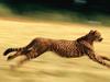 Screen Themes - Big Cats - Cheetah Running