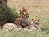 Screen Themes - Big Cats - Group of Cheetahs
