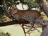 Screen Themes - Big Cats - Leopard in Tree