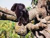 Screen Themes - Big Cats - Panther in Tree