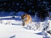 Screen Themes - Big Cats - Siberian Tiger