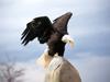 Screen Themes - Birds of Prey - Bald Eagle Landing