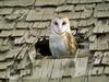 Screen Themes - Birds of Prey - Barn Owl in Roof Hole