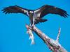 Screen Themes - Birds of Prey - Osprey with Fish